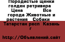 Породистые щенки голден ретривера › Цена ­ 25 000 - Все города Животные и растения » Собаки   . Татарстан респ.,Казань г.